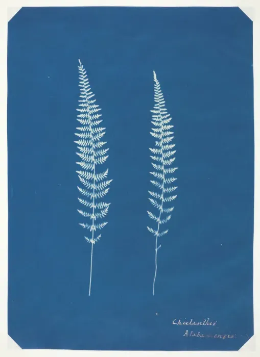 Framed Print : Untitled, c. 1850. Creator: Unknown
