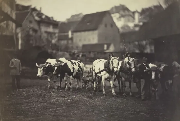 Framed Print : Untitled (Farm Animals), 1850 s. Creator: Adolphe Braun (French, 1812-1877) Framed Print : Untitled (Farm Animals), 1850 s. Creator: Adolphe Braun (French, 1812-1877)