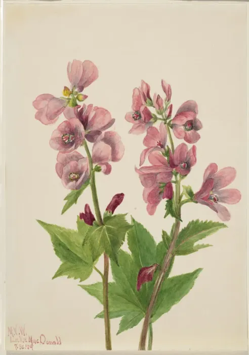 Framed Print : Untitled--Flower Study, 1939. Creator: Mary Vaux Walcott Framed Print : Untitled--Flower Study, 1939. Creator: Mary Vaux Walcott