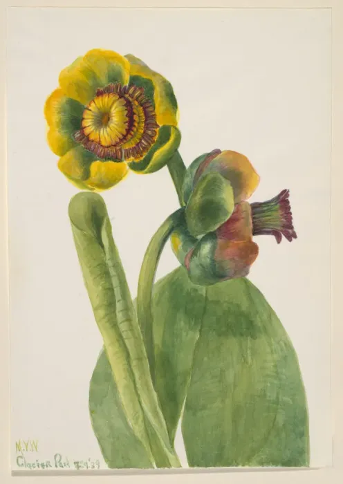 Framed Print : Untitled--Flower Study, 1939. Creator: Mary Vaux Walcott Framed Print : Untitled--Flower Study, 1939. Creator: Mary Vaux Walcott