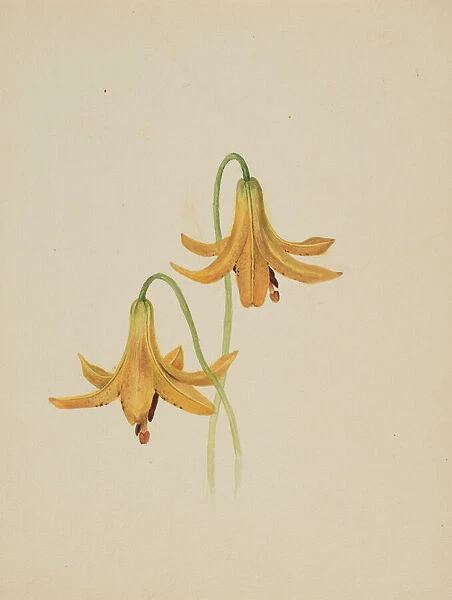 (Untitled--Flower Study), ca. 1876-1878. Creator: Mary Vaux Walcott