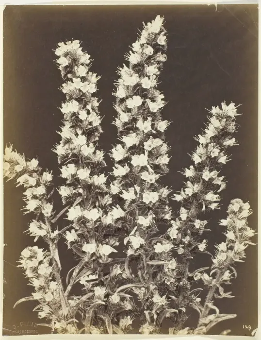 Framed Print : Untitled [flowering plant], c. 1870. Creator: Constant Alexandre Famin