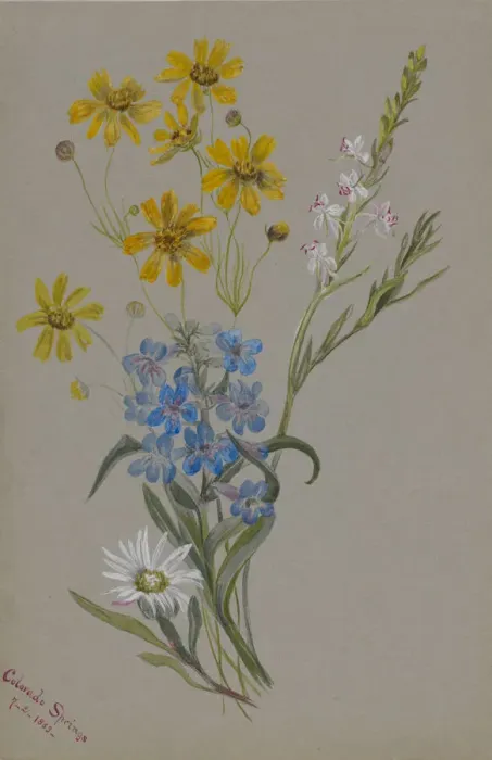 Framed Print : (Untitled, Group of Flowers), 1883. Creator: Mary Vaux Walcott