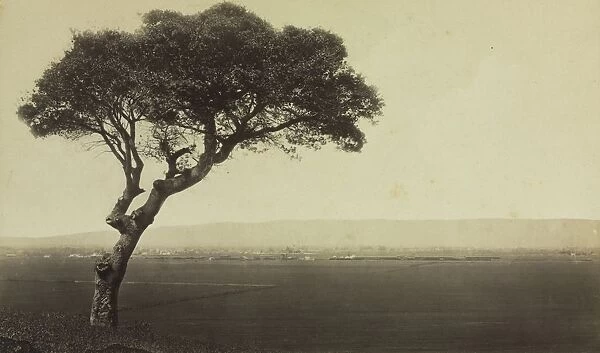Untitled (Landscape near Watsonville, California), c. 1879. Creator: Eadweard J. Muybridge