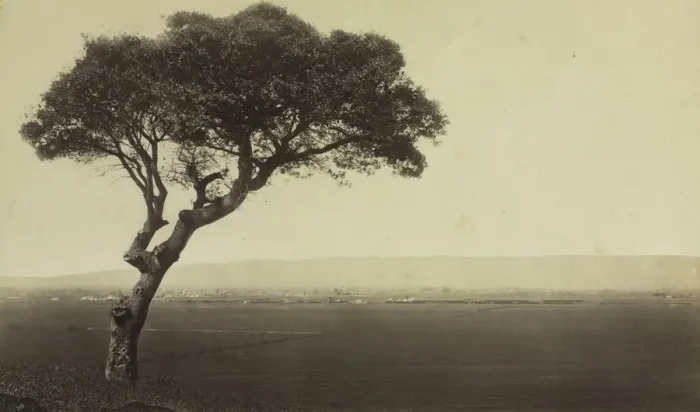 Framed Print : Untitled (Landscape near Watsonville, California), c. 1879. Creator: Eadweard J. Muybridge Framed Print : Untitled (Landscape near Watsonville, California), c. 1879. Creator: Eadweard J. Muybridge