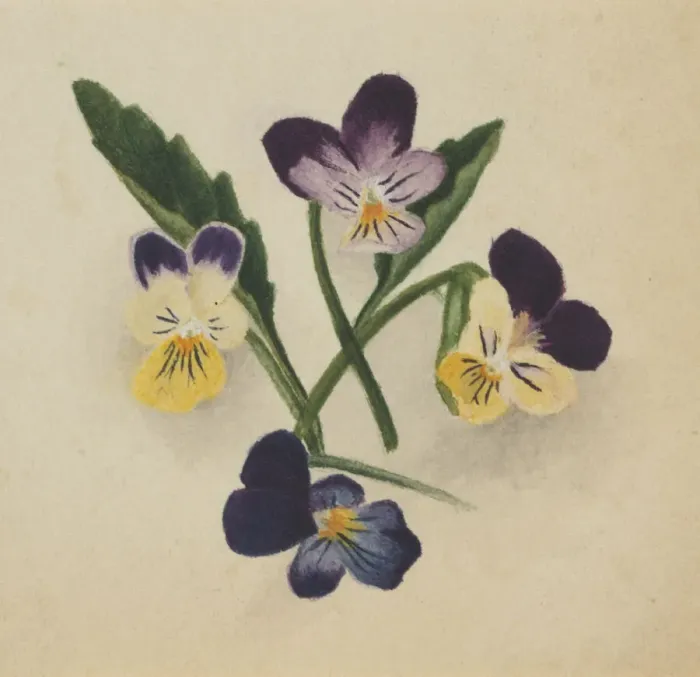 Framed Print : Untitled (Pansies), 1874. Creator: Mary Vaux Walcott Framed Print : Untitled (Pansies), 1874. Creator: Mary Vaux Walcott