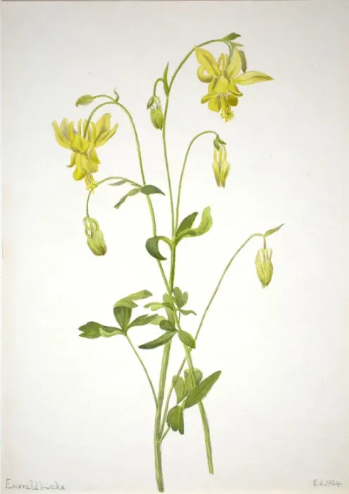 Framed Print : Untitled--Plant Study, 1904. Creator: Mary Vaux Walcott Framed Print : Untitled--Plant Study, 1904. Creator: Mary Vaux Walcott