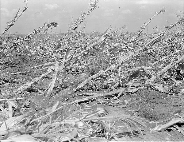 [Untitled, possibly related to: Corn, dried up... between Dallas and Waco, Texas], 1936. Creator: Dorothea Lange