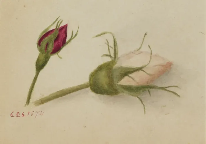 Framed Print : Untitled (Rosebuds), 1874. Creator: Mary Vaux Walcott Framed Print : Untitled (Rosebuds), 1874. Creator: Mary Vaux Walcott