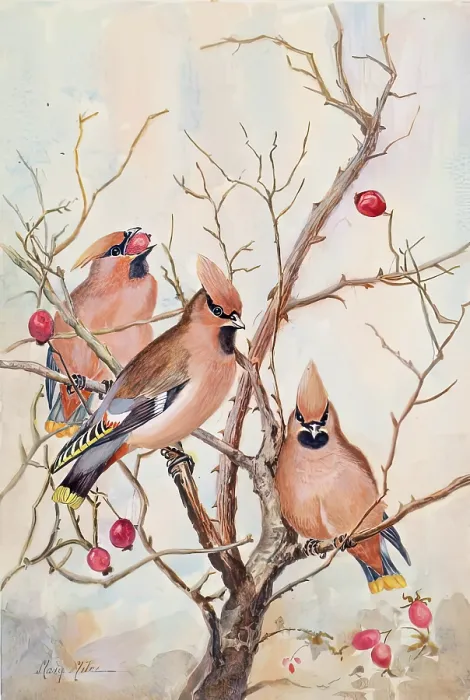 Framed Print : Untitled - rosehips, c1908. Creator: Mary Milne Framed Print : Untitled - rosehips, c1908. Creator: Mary Milne