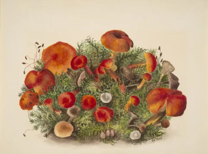 Framed Print : (Untitled--Study of Mushrooms), 1880. Creator: Mary Vaux Walcott Framed Print : (Untitled--Study of Mushrooms), 1880. Creator: Mary Vaux Walcott