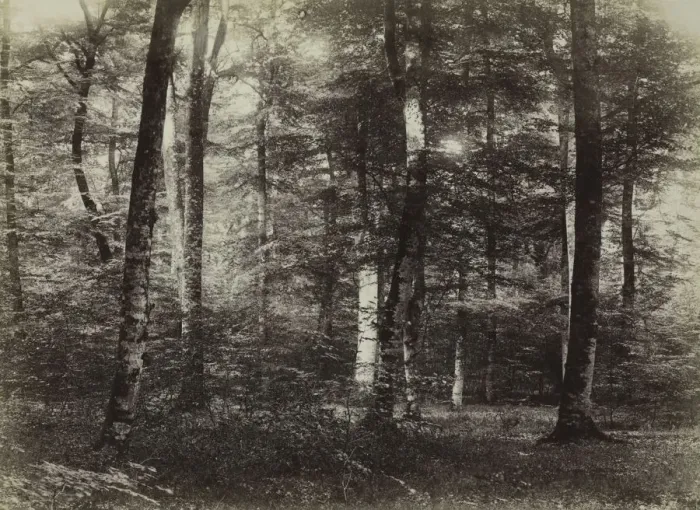 Framed Print : Untitled (The Forest of Fontainbleau), c. 1874. Creator: Constant Alexandre Famin (French Framed Print : Untitled (The Forest of Fontainbleau), c. 1874. Creator: Constant Alexandre Famin (French