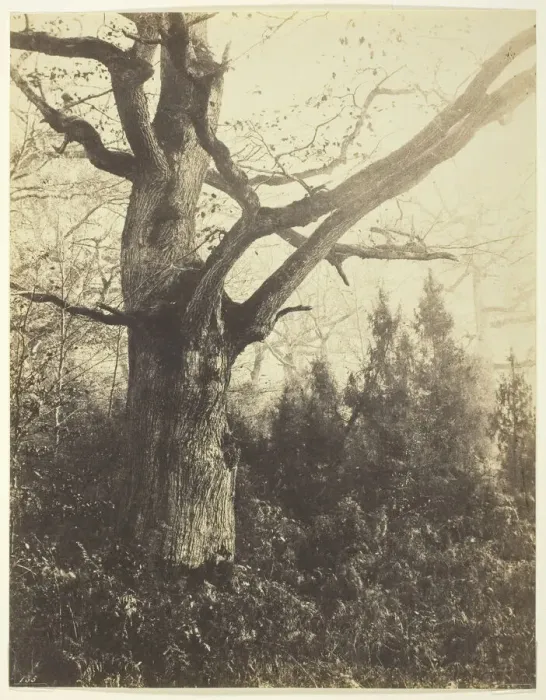 Framed Print : Untitled [tree], c. 1860. Creator: Eugene Cuvelier