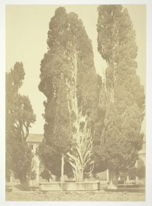 Framed Print : Untitled (Trees in Rome), c. 1857. Creator: Robert MacPherson Framed Print : Untitled (Trees in Rome), c. 1857. Creator: Robert MacPherson