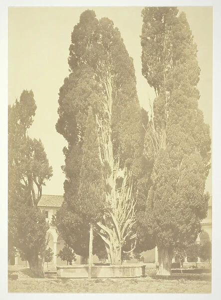 Untitled (Trees in Rome), c. 1857. Creator: Robert MacPherson