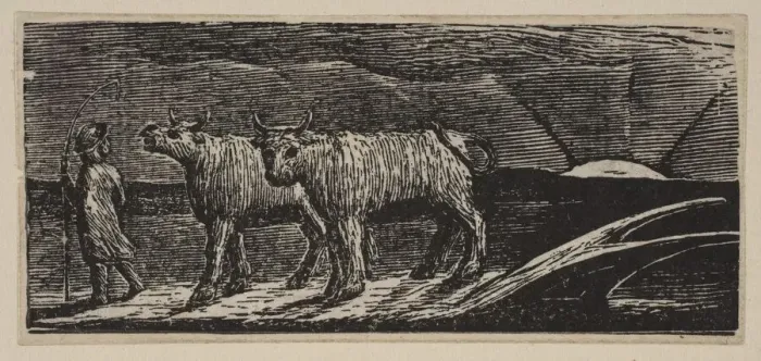 Framed Print : Unyok d Heifers, Loitering Homeward, from Thorntons Pastorals of Virgil, 1821 Framed Print : Unyok d Heifers, Loitering Homeward, from Thorntons Pastorals of Virgil, 1821