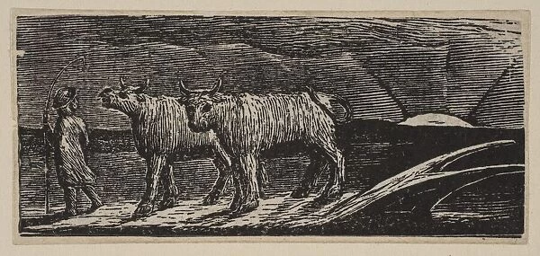 Unyok'd Heifers, Loitering Homeward, from Thornton's Pastorals of Virgil, 1821