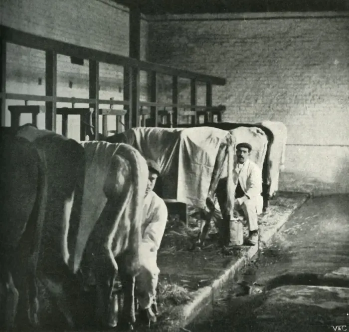 Framed Print : An Up-To-Date Milking-Shed at the Walker-Gordon Farm, 1902. Creator: Unknown Framed Print : An Up-To-Date Milking-Shed at the Walker-Gordon Farm, 1902. Creator: Unknown