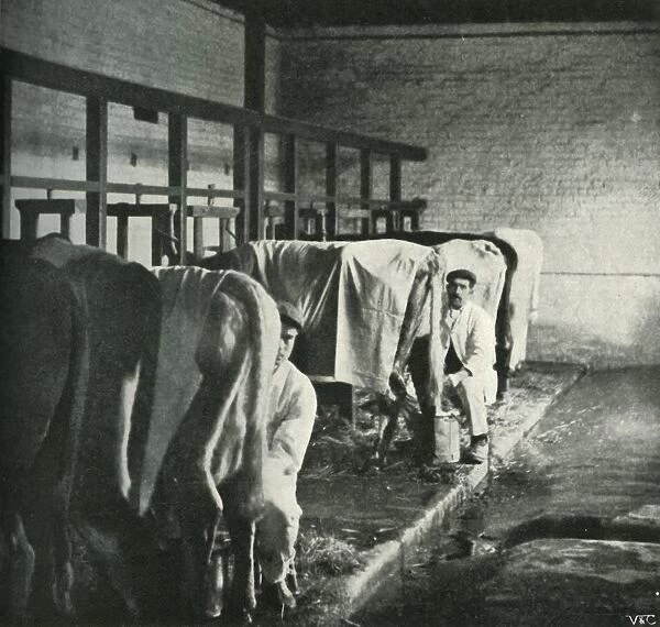 An Up-To-Date Milking-Shed at the Walker-Gordon Farm, 1902. Creator: Unknown