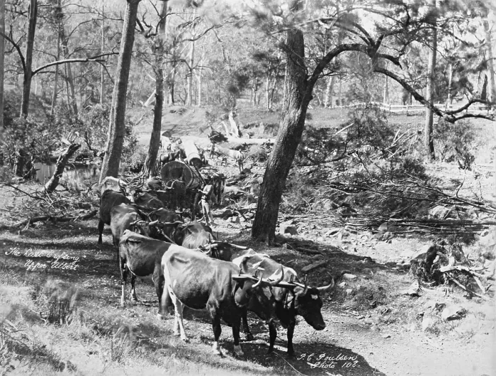 Framed Print : Upper Albert The last crossing, 1894. Creator: Poul C Poulsen Framed Print : Upper Albert The last crossing, 1894. Creator: Poul C Poulsen
