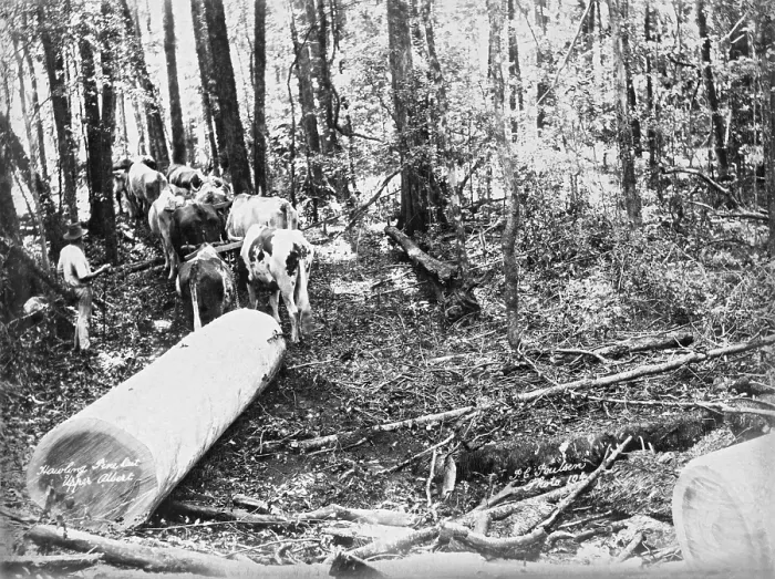 Framed Print : Upper Albert Hauling Pine, 1894. Creator: Poul C Poulsen Framed Print : Upper Albert Hauling Pine, 1894. Creator: Poul C Poulsen