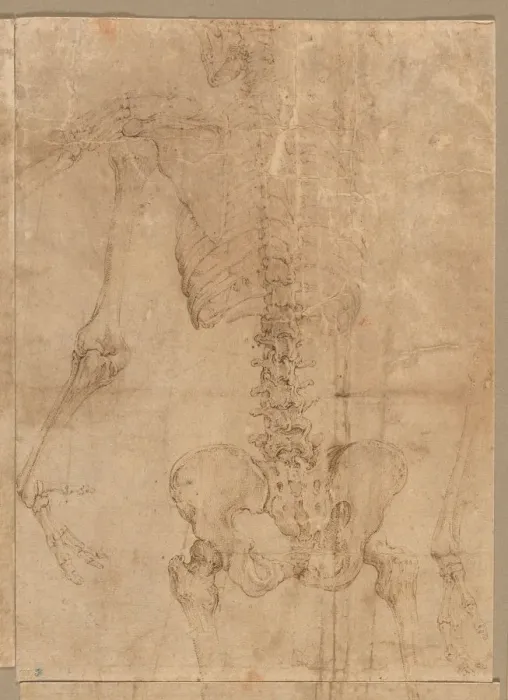 Framed Print : Upper Half of Skeleton from the Back, early 1540s. Creator: Battista Franco (Italian, c Framed Print : Upper Half of Skeleton from the Back, early 1540s. Creator: Battista Franco (Italian, c