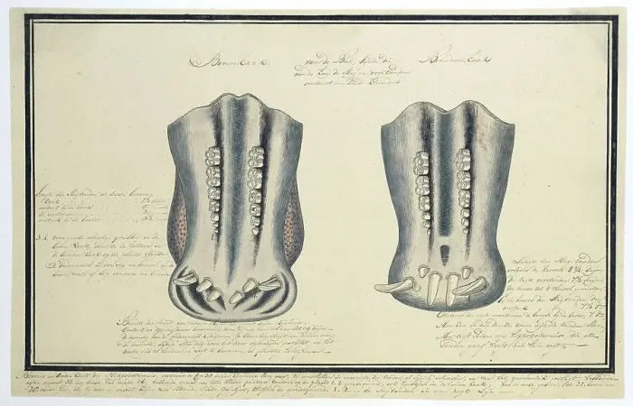 Framed Print : Upper and lower jaws of an Hippopotamus amphibius (Hippopotamus), c.1777-1778. Creator: Robert Jacob Gordon