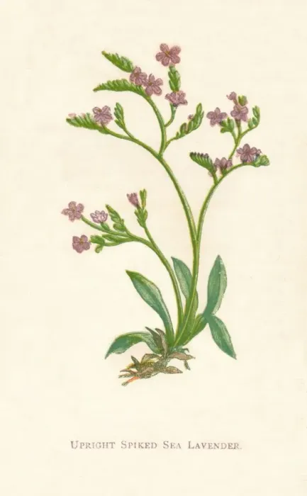 Framed Print : Upright Spiked Sea Lavender, c1891, (1891). Artist: Anne Pratt Framed Print : Upright Spiked Sea Lavender, c1891, (1891). Artist: Anne Pratt