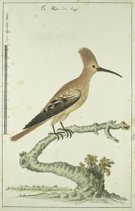 Framed Print : Upupa africana (Hoopoe), 1777-1786. Creator: Robert Jacob Gordon Framed Print : Upupa africana (Hoopoe), 1777-1786. Creator: Robert Jacob Gordon