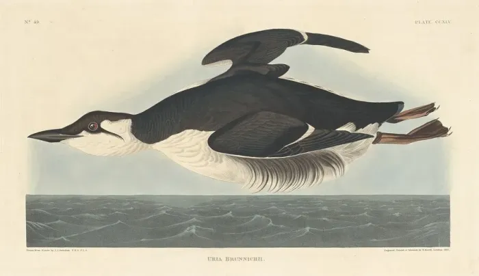 Framed Print : Uria Brunnichii, 1835. Creator: Robert Havell Framed Print : Uria Brunnichii, 1835. Creator: Robert Havell