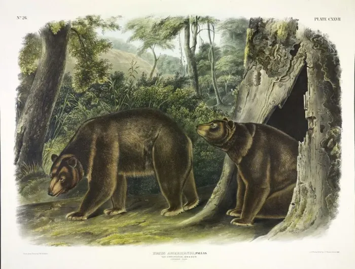 Framed Print : Ursus Americanus, Cinnamon Bear, 1845 Framed Print : Ursus Americanus, Cinnamon Bear, 1845