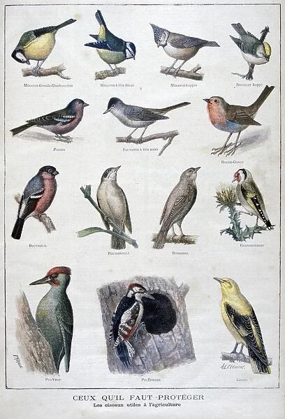 Useful birds in agriculture, 1896. Artist: A Clement