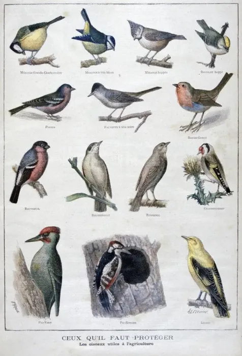 Framed Print : Useful birds in agriculture, 1896. Artist: A Clement Framed Print : Useful birds in agriculture, 1896. Artist: A Clement