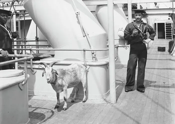 Framed Print : U.S.S. Brooklyn, the mascot, between 1896 and 1899. Creator: Unknown Framed Print : U.S.S. Brooklyn, the mascot, between 1896 and 1899. Creator: Unknown