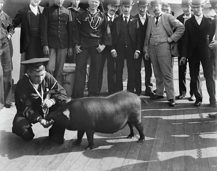 Framed Print : U.S.S. Iowa, pig taken from Spanish cruiser [Cristobal] Colon, ca 1898. Creator: Unknown