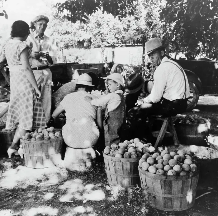 Framed Print : Utah farm family in the orchard at peach harvest, near Springdale, Utah, 1938. Creator: Dorothea Lange Framed Print : Utah farm family in the orchard at peach harvest, near Springdale, Utah, 1938. Creator: Dorothea Lange