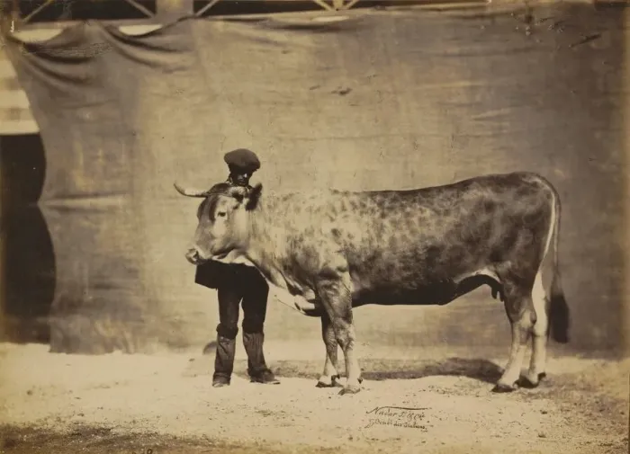Framed Print : Vache Garonnaise, agee de 5 a6 ans, 1856. Creator: Adrien Alban Tournachon Framed Print : Vache Garonnaise, agee de 5 a6 ans, 1856. Creator: Adrien Alban Tournachon