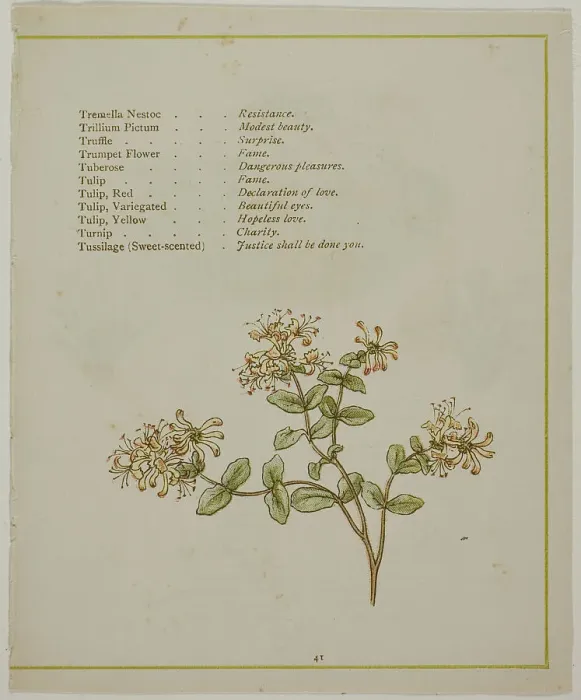 Framed Print : Valerian Through Volkamenia, from The Illuminated Language of Flowers, published 1884. Creators: Edmund Evans, Catherine Greenaway Framed Print : Valerian Through Volkamenia, from The Illuminated Language of Flowers, published 1884. Creators: Edmund Evans, Catherine Greenaway