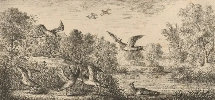 Framed Print : Vanellus, Vanneau (The Lapwing): Livre d Oyseaux (Book of Birds), 1655-1660 Framed Print : Vanellus, Vanneau (The Lapwing): Livre d Oyseaux (Book of Birds), 1655-1660
