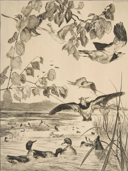 Framed Print : Vanneaux et Sarcelles, 1862. Creator: Felix Bracquemond Framed Print : Vanneaux et Sarcelles, 1862. Creator: Felix Bracquemond