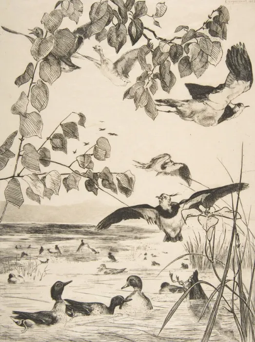 Framed Print : Vanneaux et Sarcelles, 1862. Creator: Felix Bracquemond Framed Print : Vanneaux et Sarcelles, 1862. Creator: Felix Bracquemond
