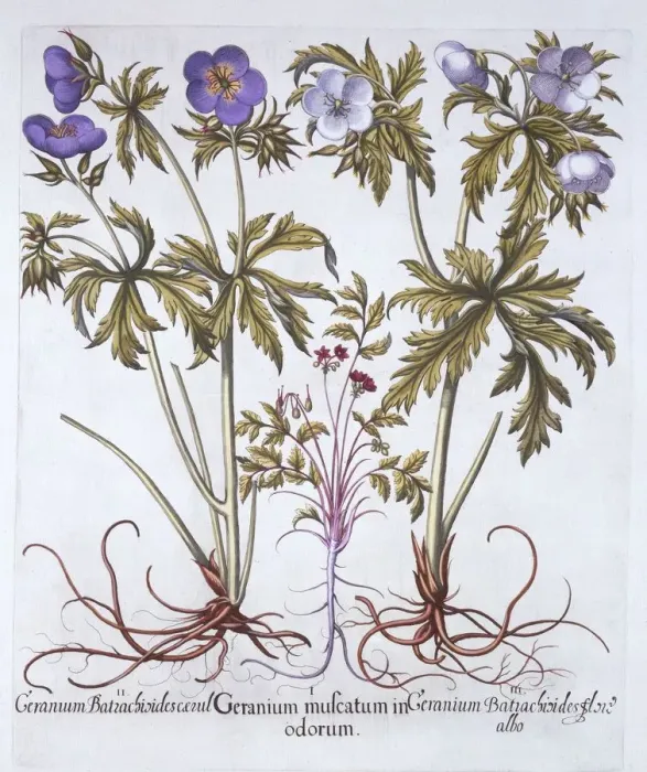 Framed Print : Variations of Geranium, from Hortus Eystettensis, by Basil Besler (1561-1629), pub Framed Print : Variations of Geranium, from Hortus Eystettensis, by Basil Besler (1561-1629), pub
