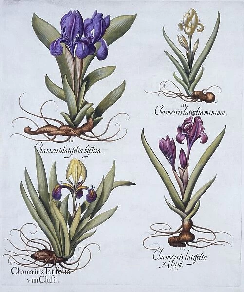 Variegated Dwarf Bearded Iris, Mauve Dwarf Bearded Iris, Cream Coloured Dward Bearded Iris
