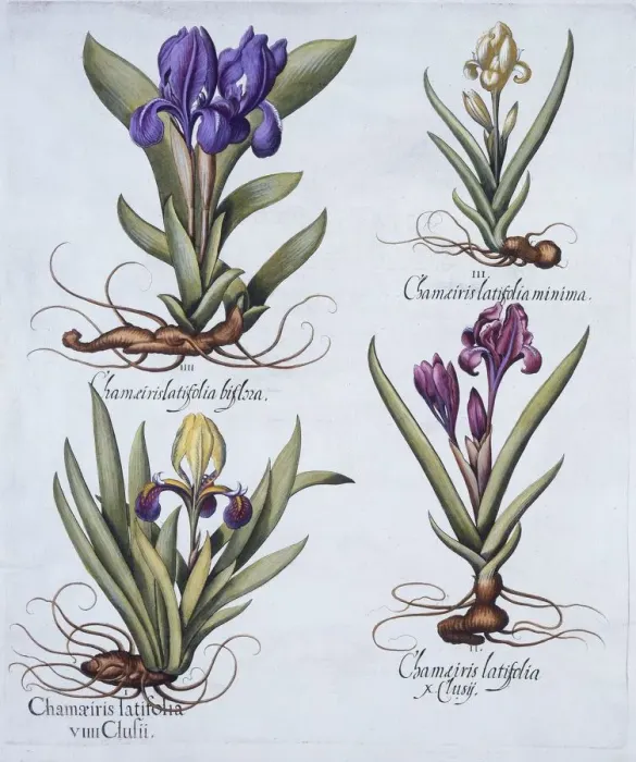 Framed Print : Variegated Dwarf Bearded Iris, Mauve Dwarf Bearded Iris, Cream Coloured Dward Bearded Iris Framed Print : Variegated Dwarf Bearded Iris, Mauve Dwarf Bearded Iris, Cream Coloured Dward Bearded Iris