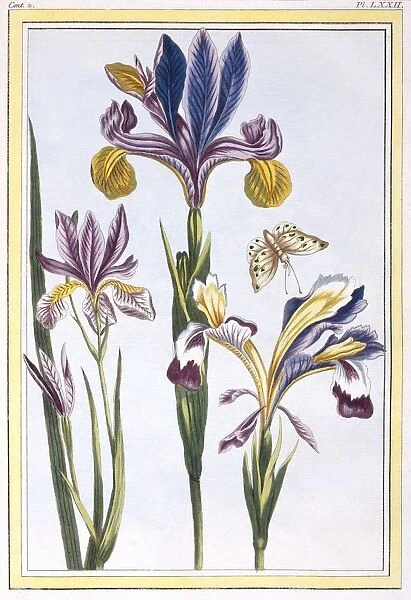 Variegated Iris, pub. 1776. Creator: Pierre Joseph Buchoz (1731-1807)