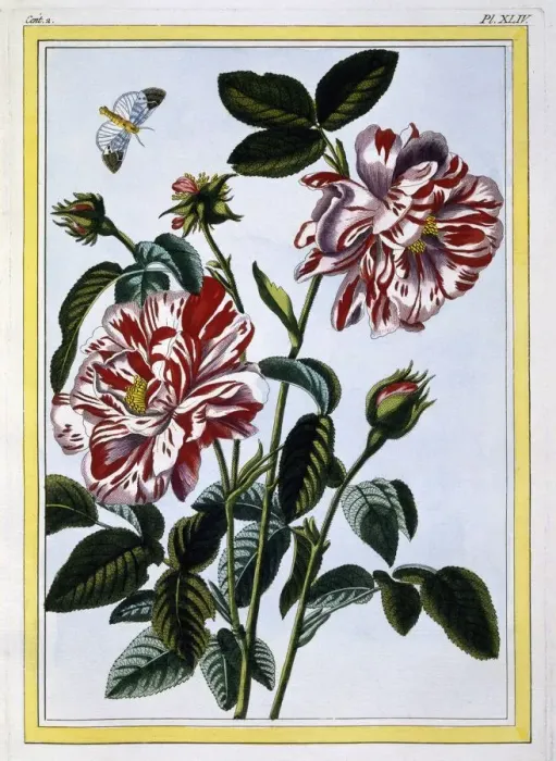 Framed Print : The Variegated Rose of England; pub. 1776. Creator: Pierre Joseph Buchoz (1731-1807) Framed Print : The Variegated Rose of England; pub. 1776. Creator: Pierre Joseph Buchoz (1731-1807)