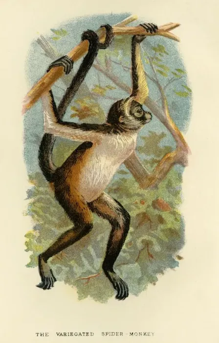 Framed Print : The Variegated Spider-Monkey, 1896. Artist: Henry Ogg Forbes Framed Print : The Variegated Spider-Monkey, 1896. Artist: Henry Ogg Forbes
