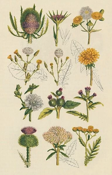 Varieties of British wildflowers, 1947