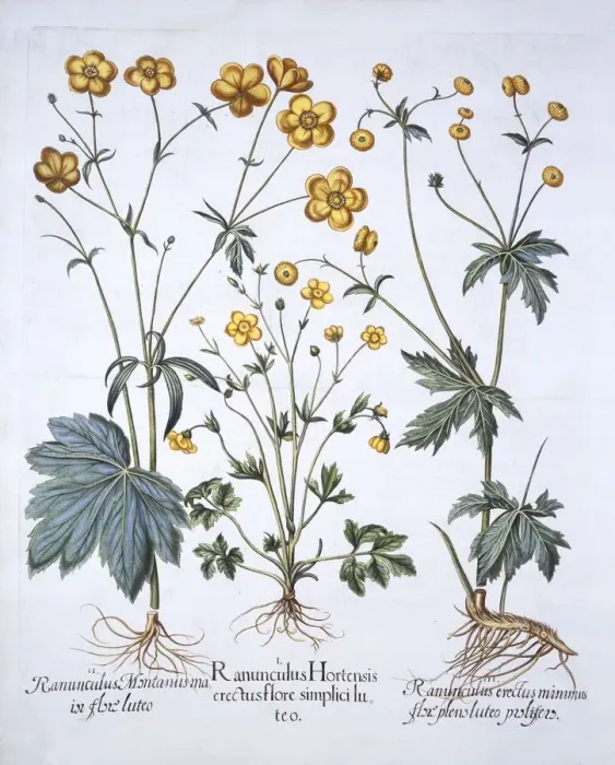 Framed Print : Three Varieties of Buttercup, from Hortus Eystettensis, by Basil Besler (1561-1629), pub Framed Print : Three Varieties of Buttercup, from Hortus Eystettensis, by Basil Besler (1561-1629), pub