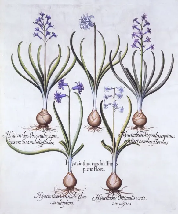 Framed Print : Varieties of Hyacinth with Bulb, from Hortus Eystettensis, by Basil Besler (1561-1629), pub Framed Print : Varieties of Hyacinth with Bulb, from Hortus Eystettensis, by Basil Besler (1561-1629), pub